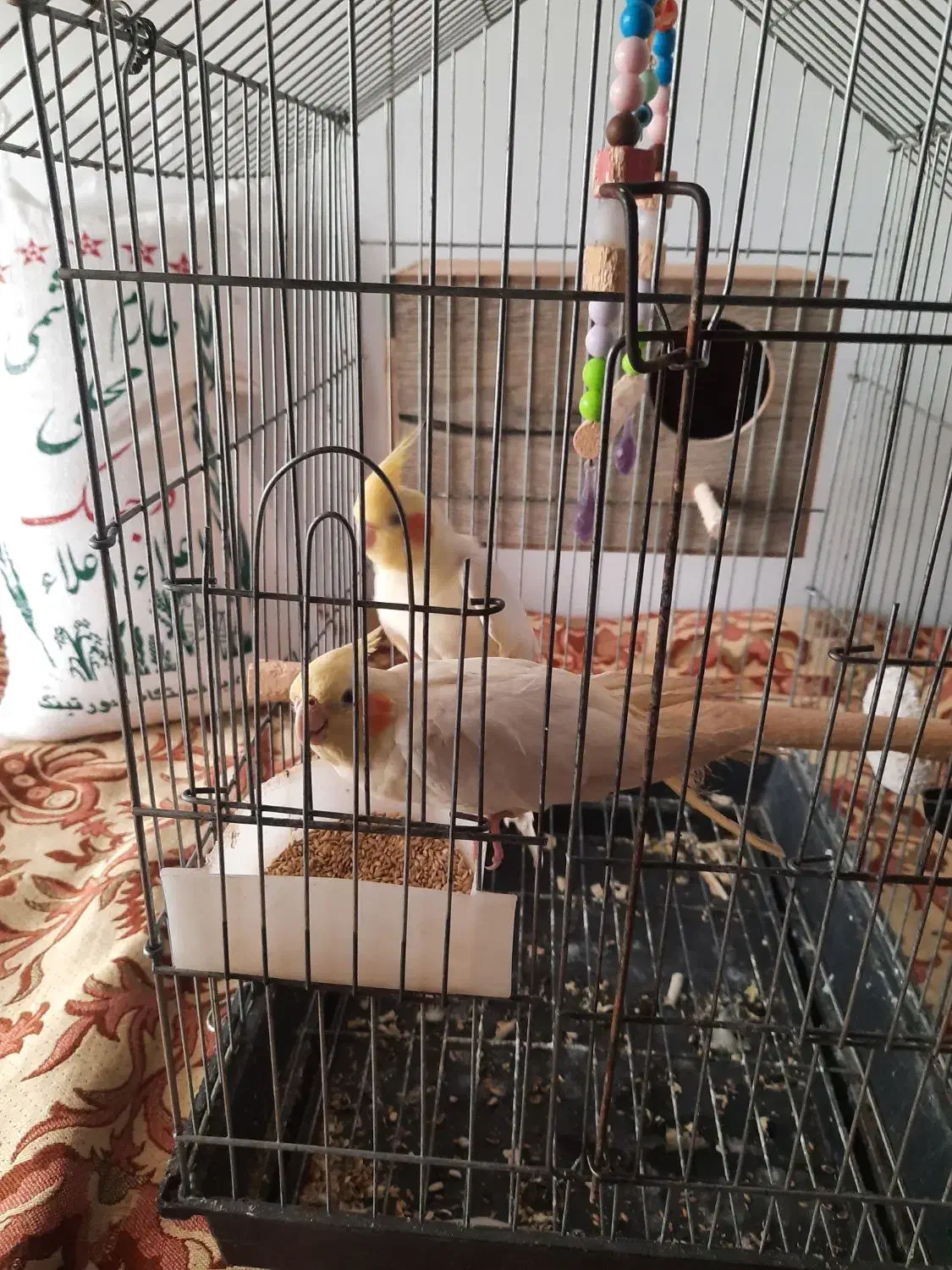 عروس هلندی جفت سفیدکاملارام شده|پرنده|ایزدشهر, |دیوار