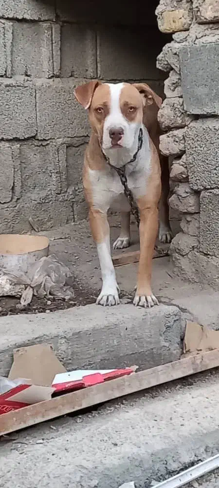 پیت بول ماده|سگ|کرج, شهرک بنفشه|دیوار