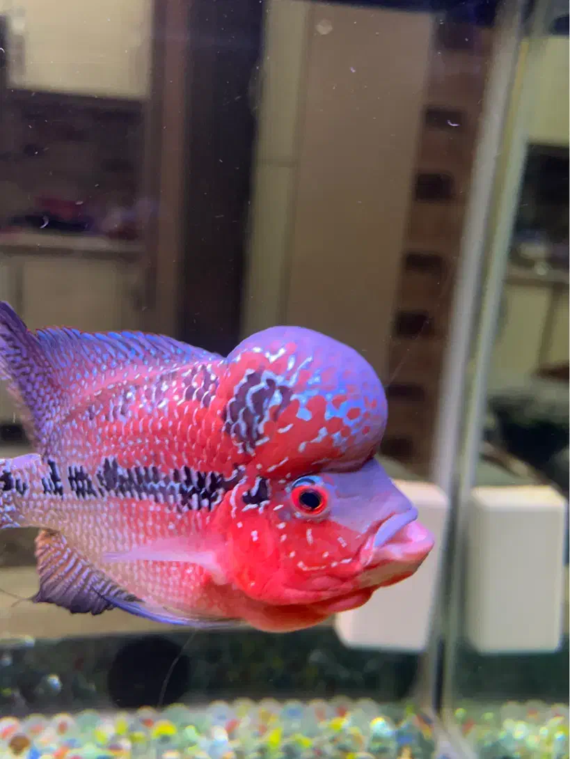 فلاور تایلندی بیگ هدنر|ماهی|تهران, حکیمیه|دیوار