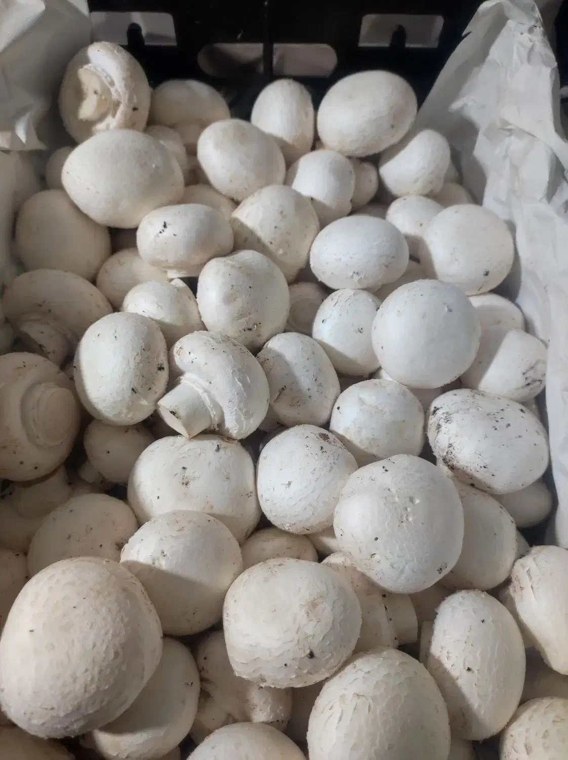 قارچ دکمه ای|خوردنی و آشامیدنی|ورامین, خیر آباد|دیوار