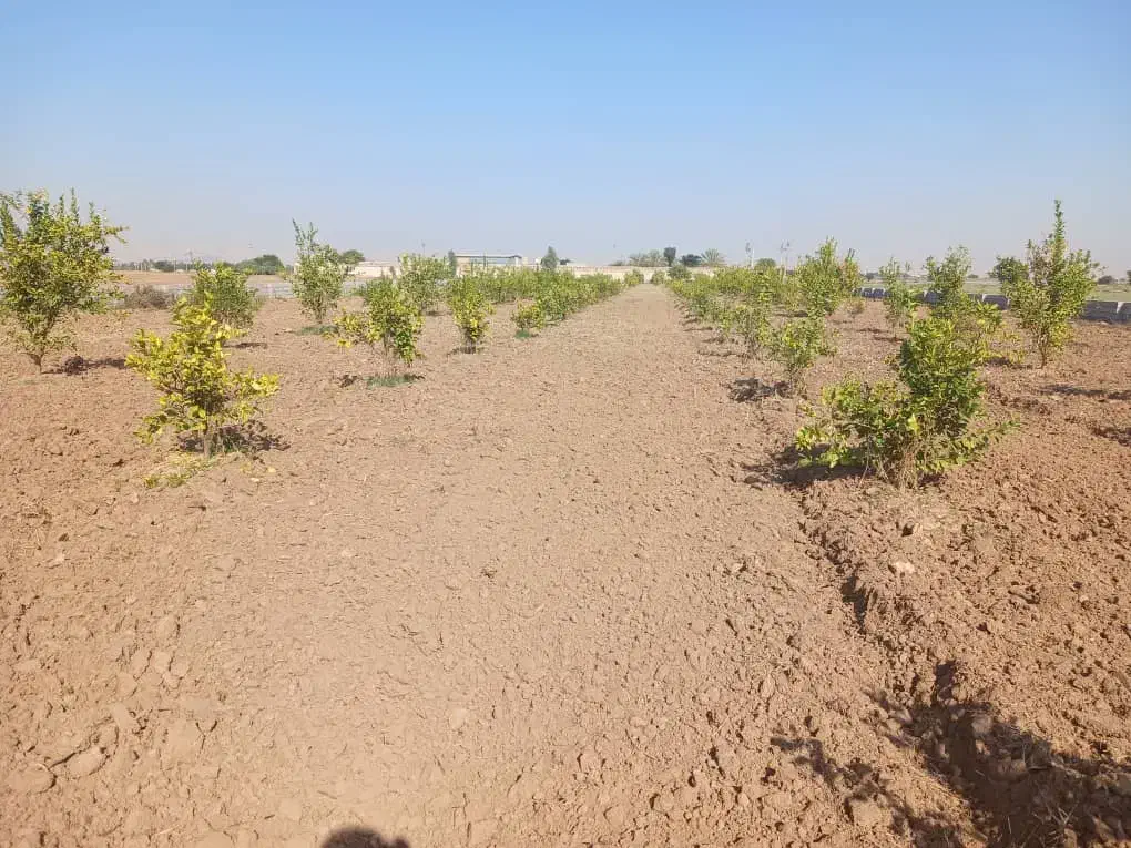 فروش زمین باغچه۹هزارمتراتوبان دزفول اندیمشک|فروش دفتر صنعتی، کشاورزی، تجاری|اندیمشک, |دیوار