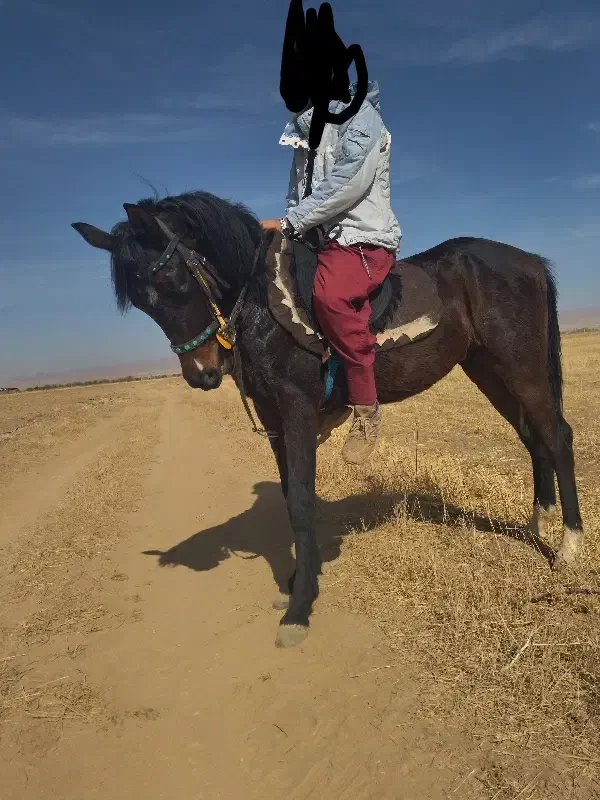 نریان عرب|اسب و تجهیزات اسب‌سواری|سردرود, |دیوار