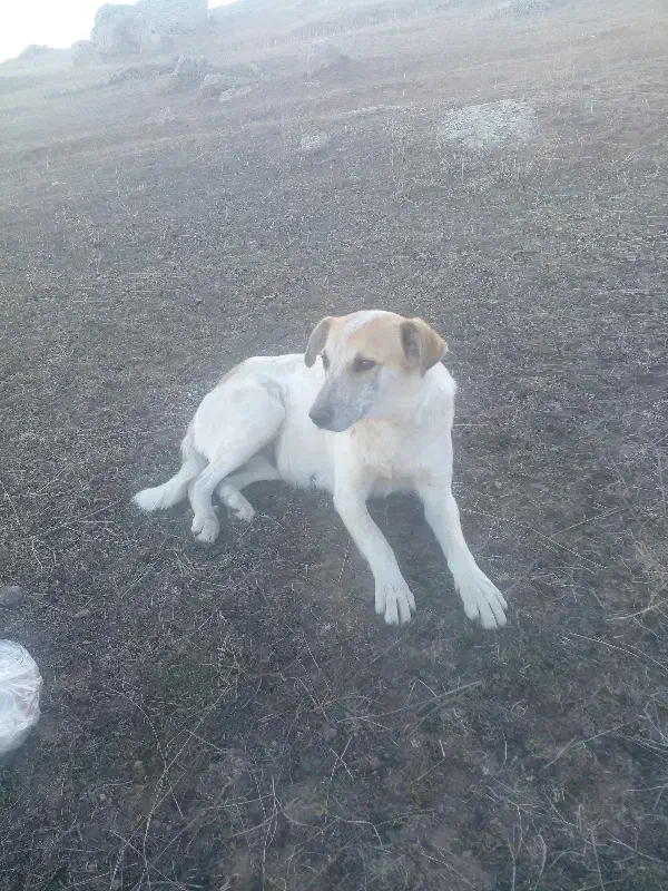 سگ پاکوتاه|سگ|اردبیل, |دیوار