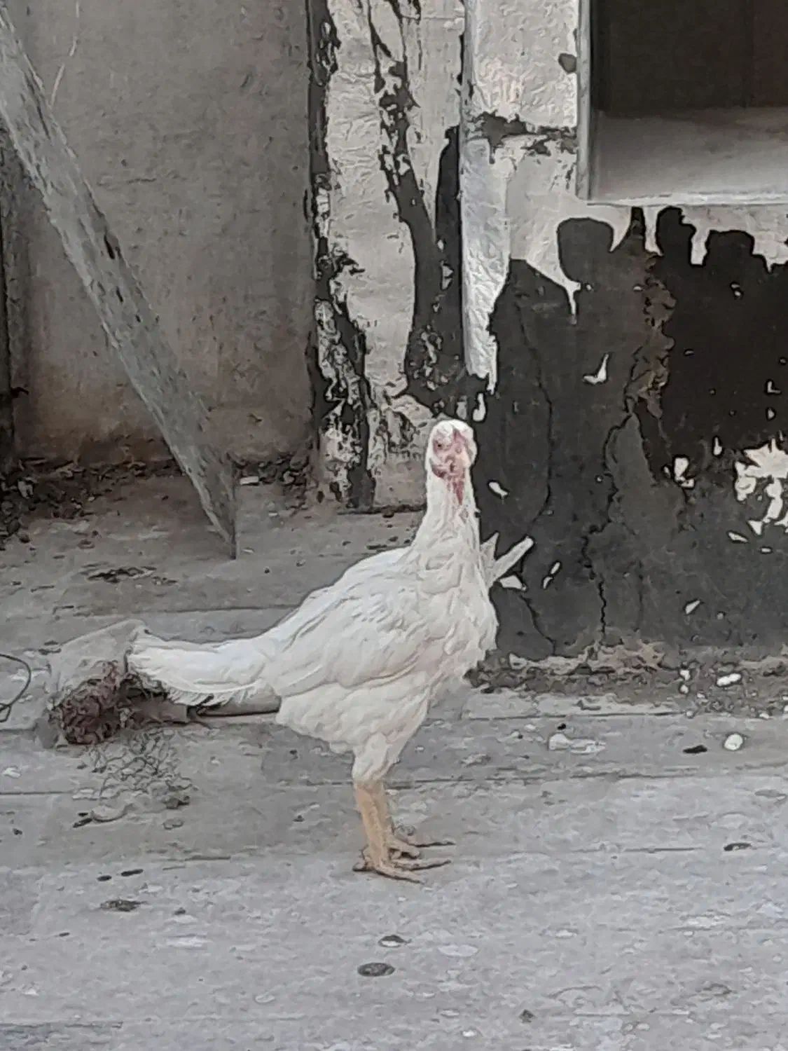 مرغ دورگ لاری|حیوانات مزرعه|قم, کلهری|دیوار