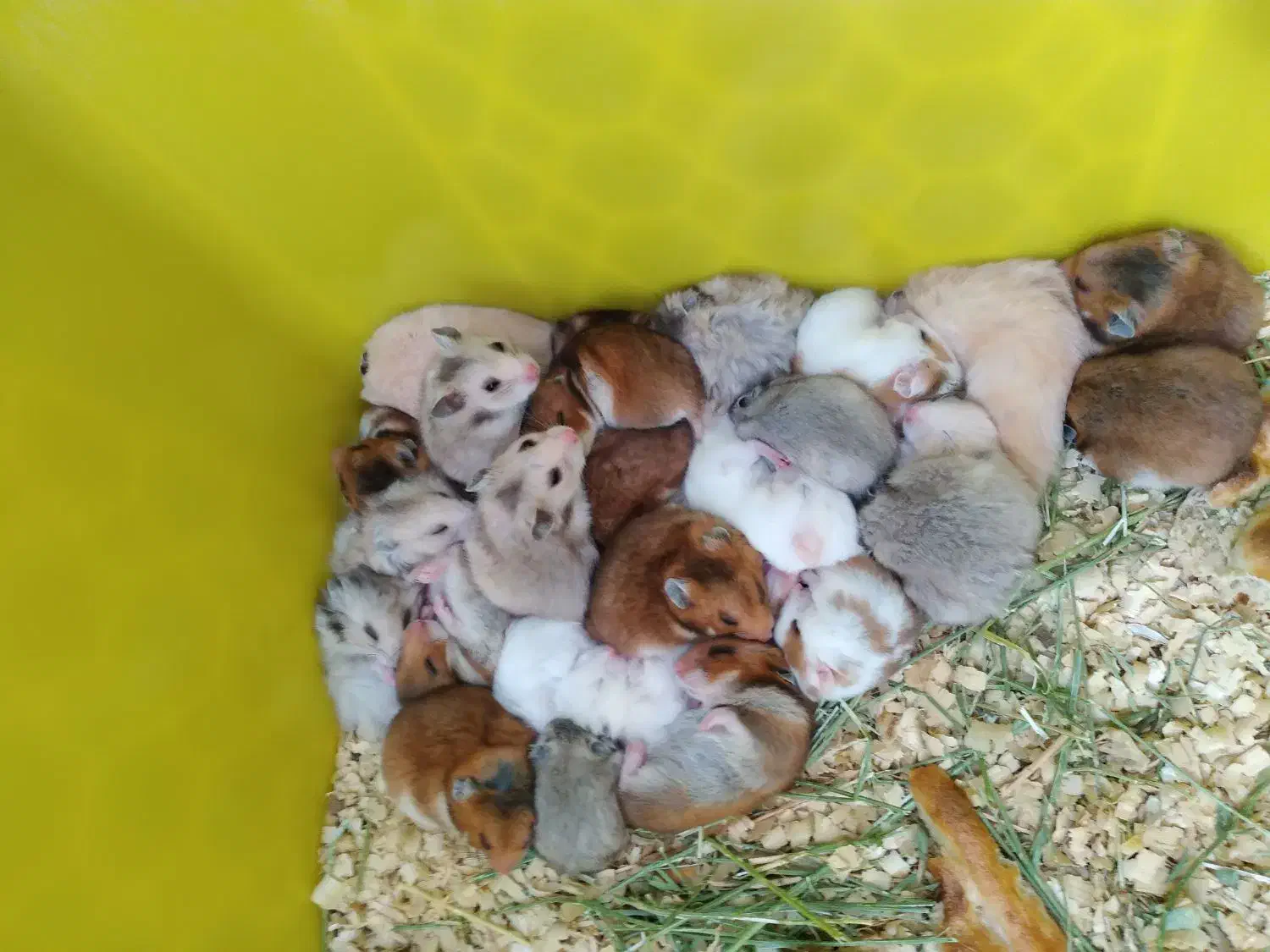 همستر سوری و کمپل|موش و خرگوش|شهریار, رزکان|دیوار