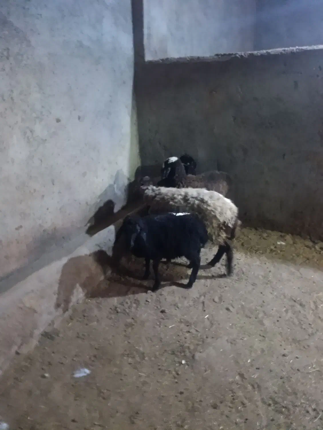 بره وبز|حیوانات مزرعه|تاکستان, |دیوار