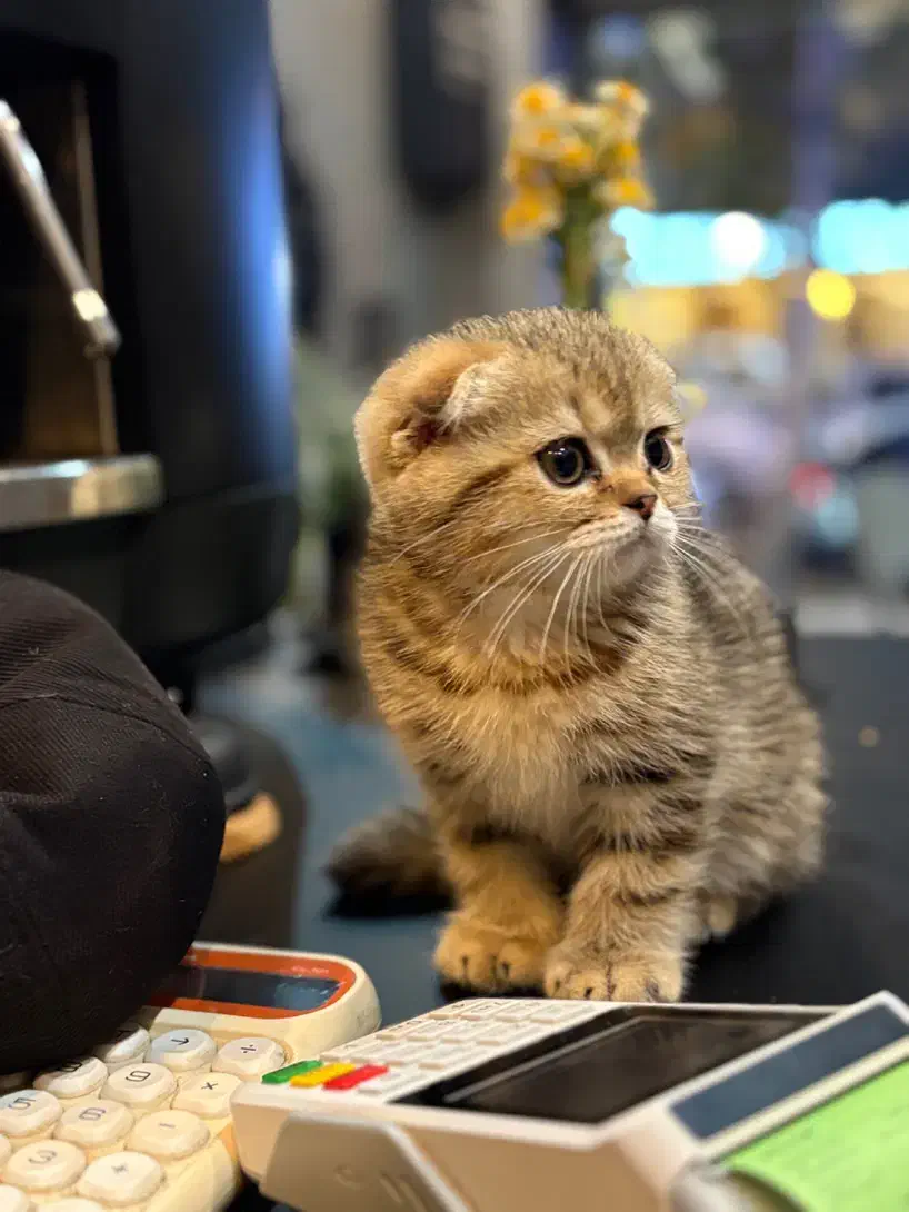 اسکاتیش گلد نر و ماده|گربه|لاهیجان, شیشه گران|دیوار