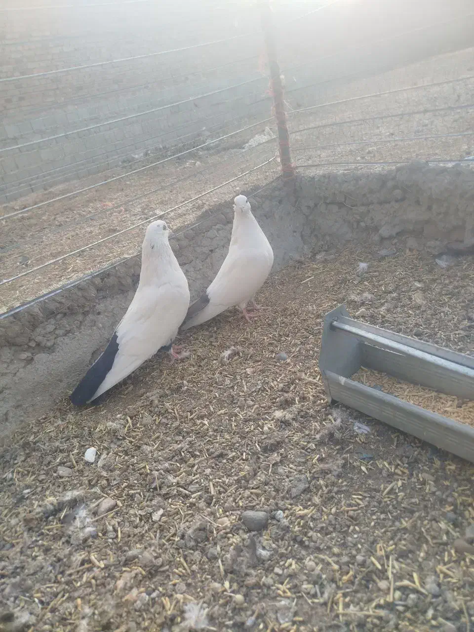 3 جفت دمبی|پرنده|ملکان, |دیوار