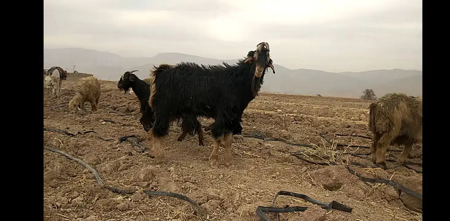 پازن(چپش نر یکسال و نیمه)|حیوانات مزرعه|مرودشت, رودبال|دیوار