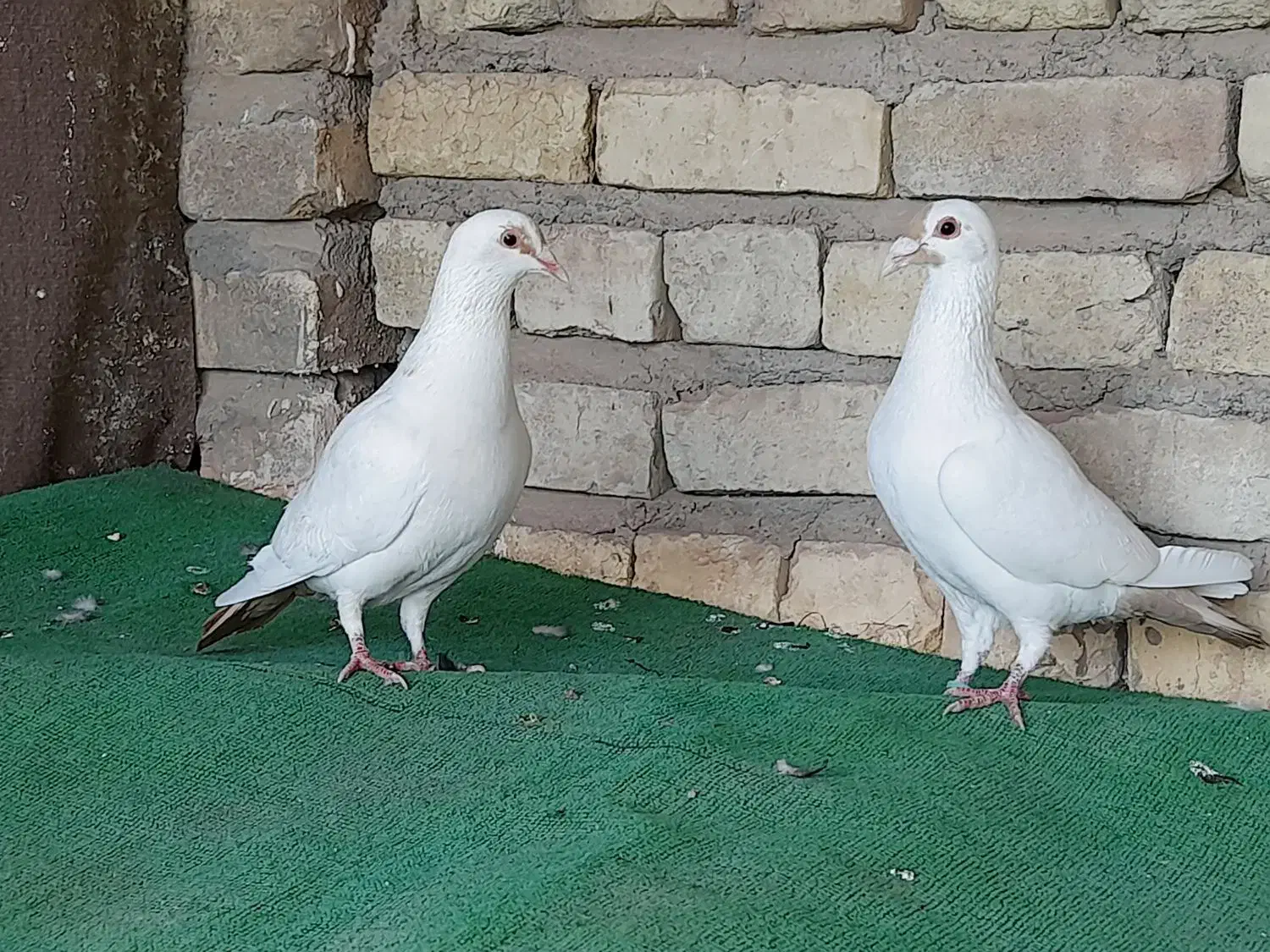 دمزرد|پرنده|رفسنجان, |دیوار