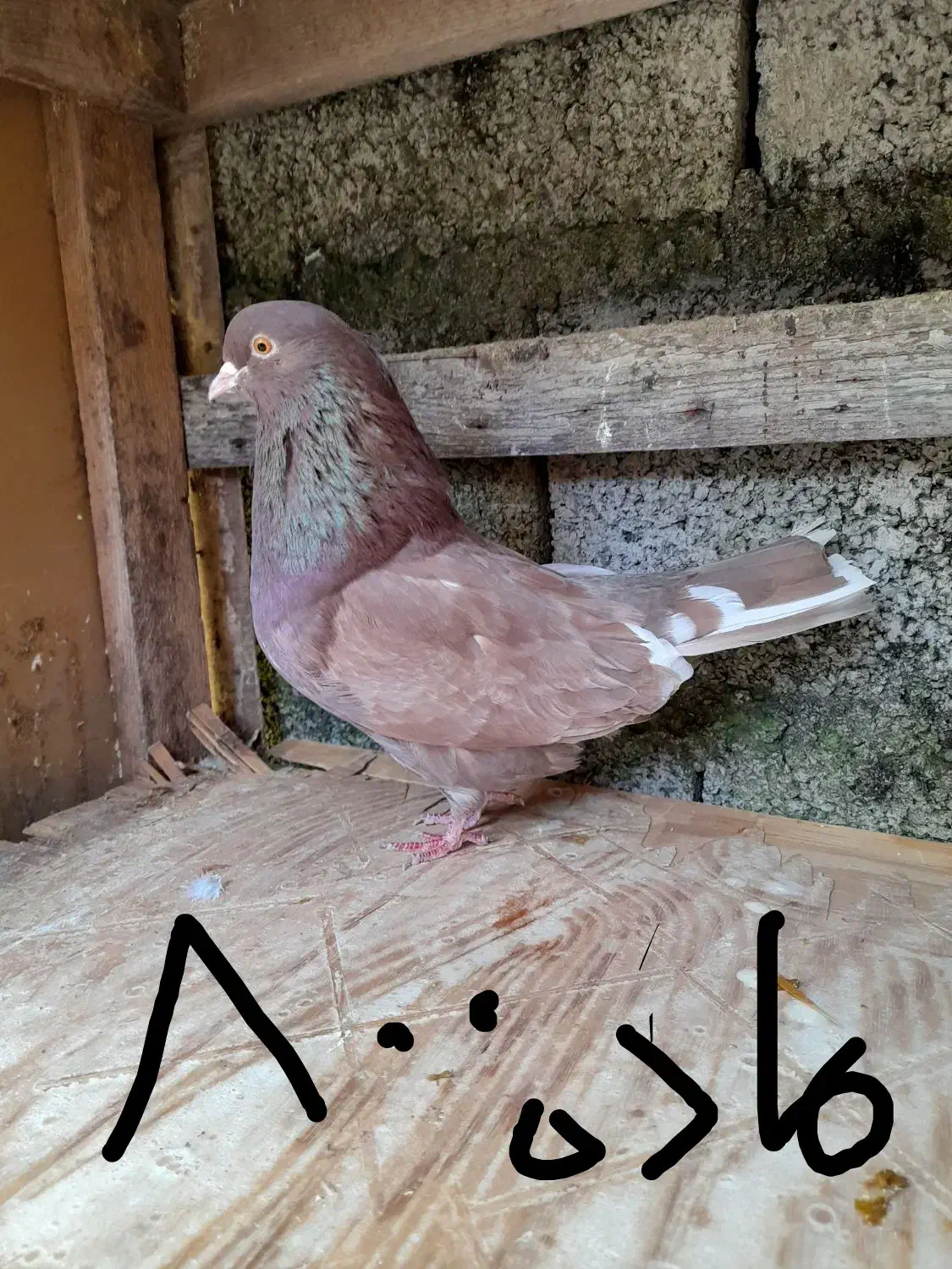 کبوتر کفتر  پرشی|پرنده|رشت, حومه رشت|دیوار