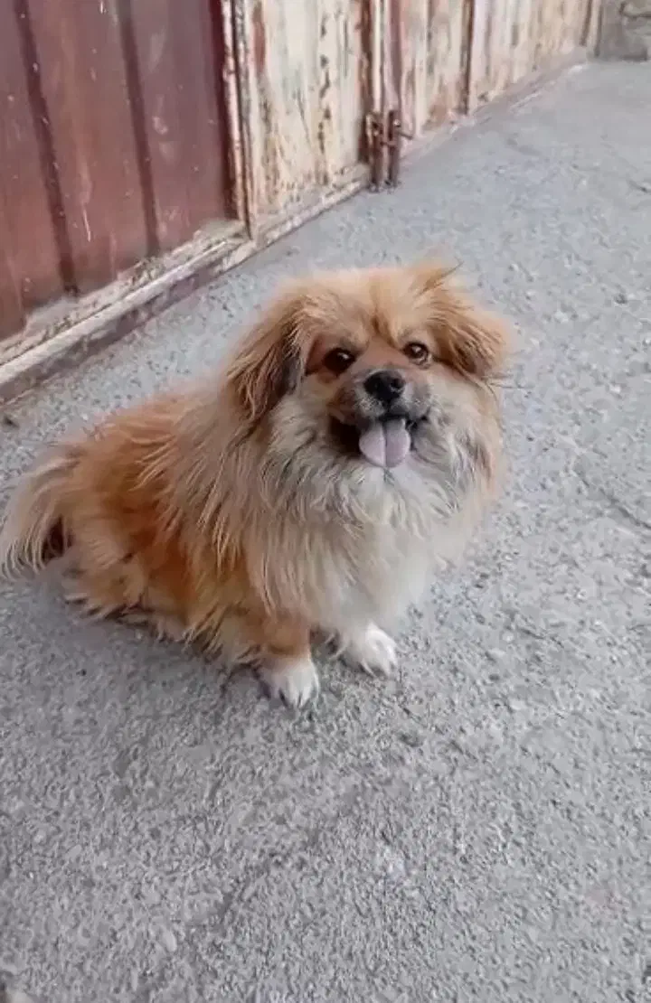 سگ تول|حیوانات|جوکار, |دیوار