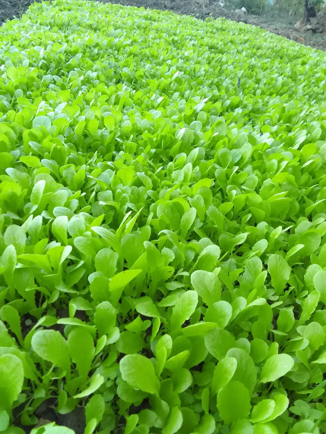 بزرکاهو کرجی و روغنی متری ۱۰۰|خوردنی و آشامیدنی|خان ببین, |دیوار