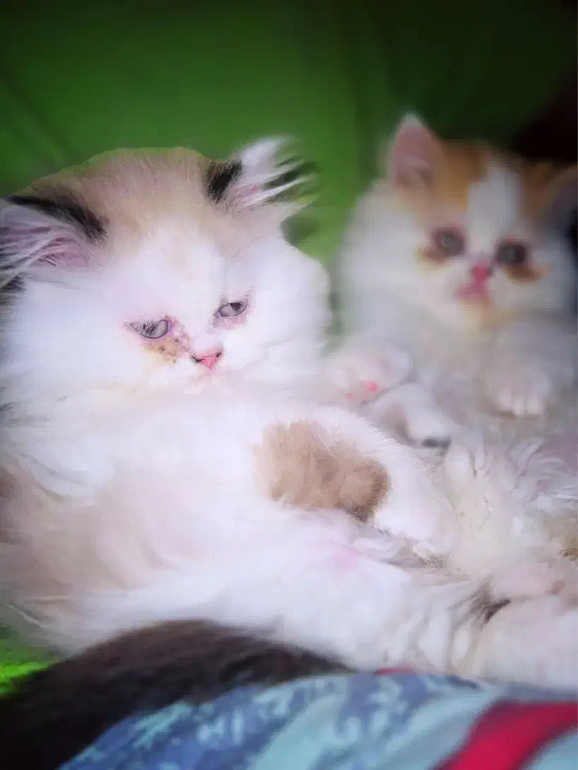 پرشین سوپر فلت نر و ماده|گربه|تهران, زیبادشت|دیوار