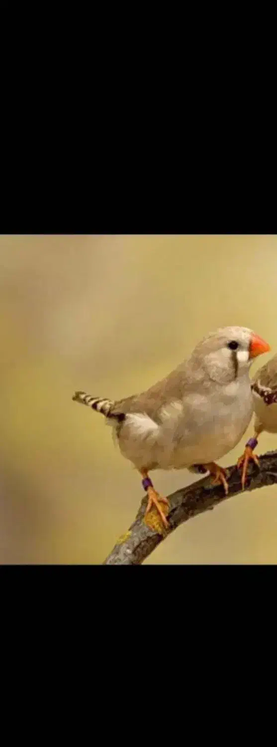 فروش سه عدد فنچ بالغ|پرنده|رشت, جماران|دیوار