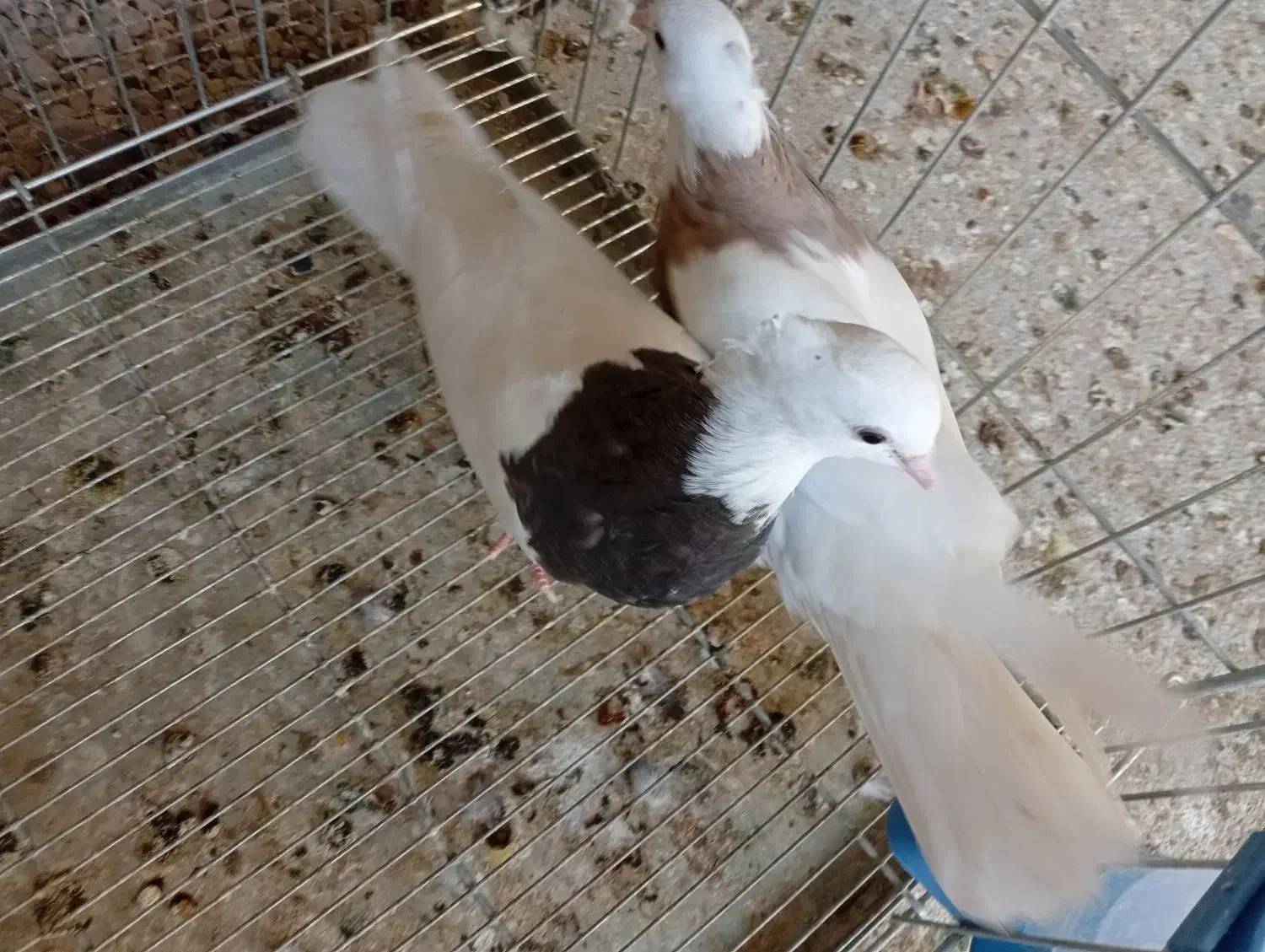 کبوتر طوقی|پرنده|خورموج, |دیوار