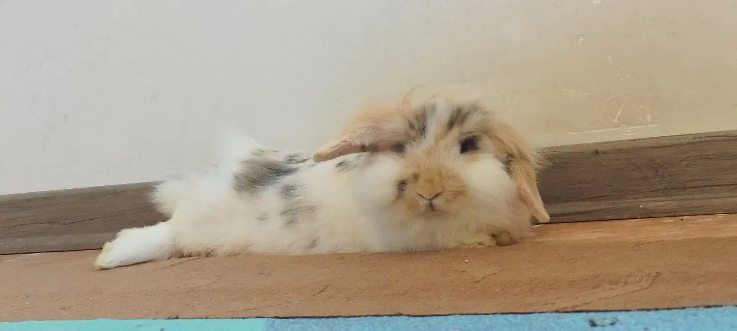 حیوان خانگی خرگوش|موش و خرگوش|سهند, |دیوار