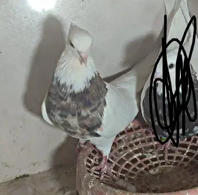 کفتر پرشی|پرنده|چناران, |دیوار