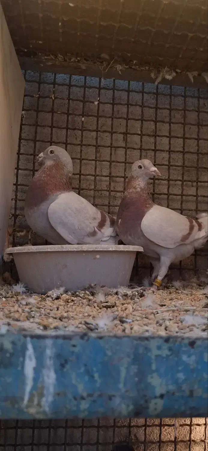 اوقون|پرنده|تربتحیدریه, داروپخش|دیوار