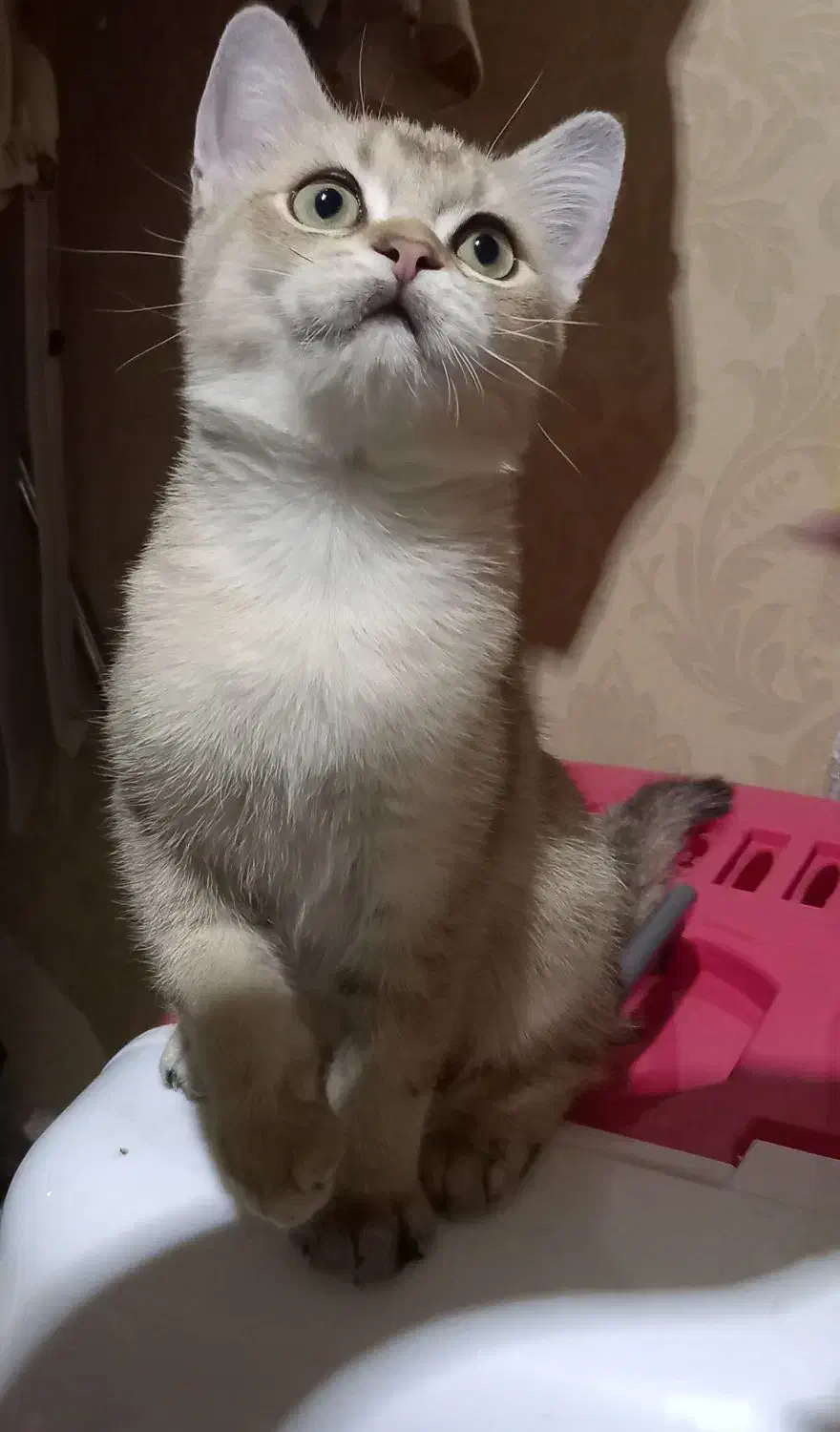 گربه|گربه|تهران, مشیریه|دیوار