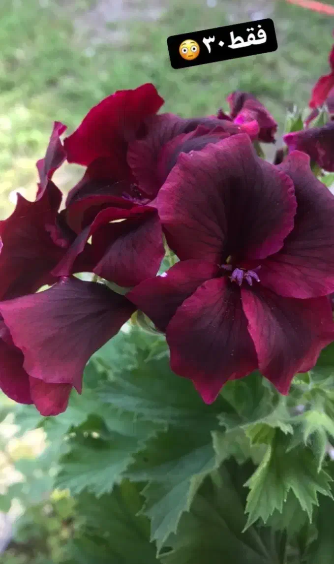 مغازه تجاری ۳۰متر|اجارهٔ مغازه و غرفه|آبگرم, |دیوار