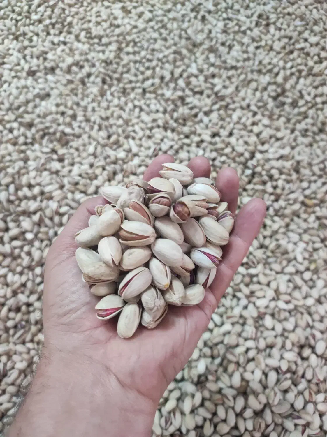 فروش پسته تازه خشک خندان|خوردنی و آشامیدنی|تهران, امیر بهادر|دیوار