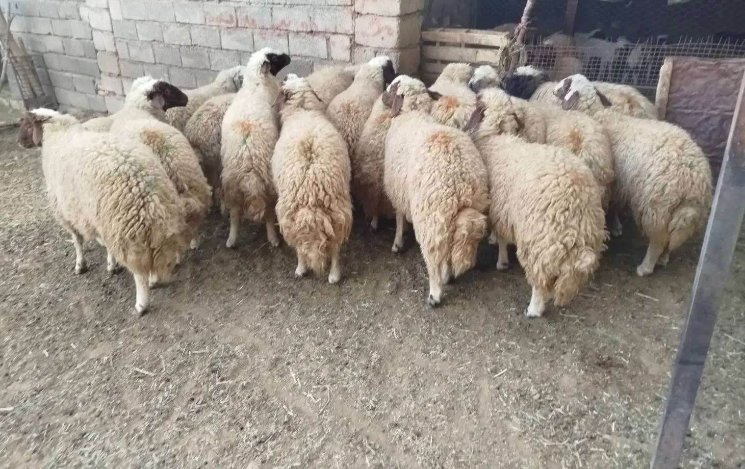 بره نر|حیوانات مزرعه|هلیلان, |دیوار