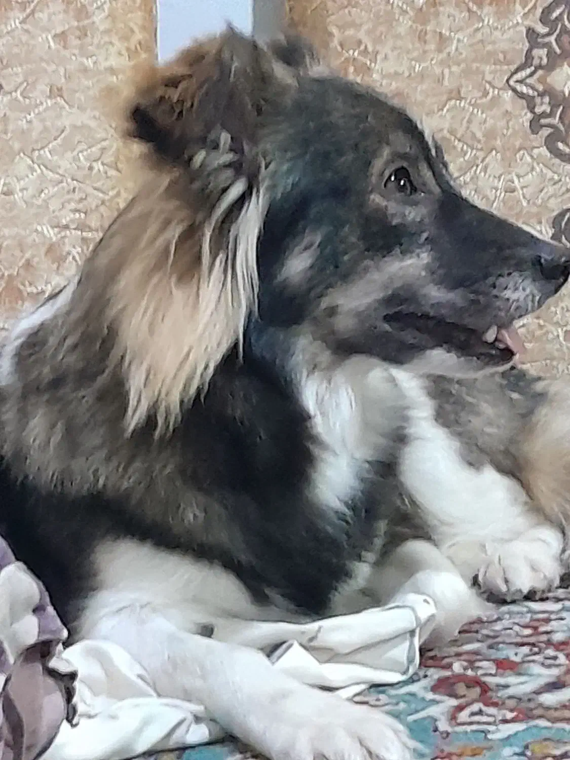 سگ اشپیتز گم شده،محل فشتام،شهر صنعتی رشت و سراوان|حیوانات|سنگر, |دیوار