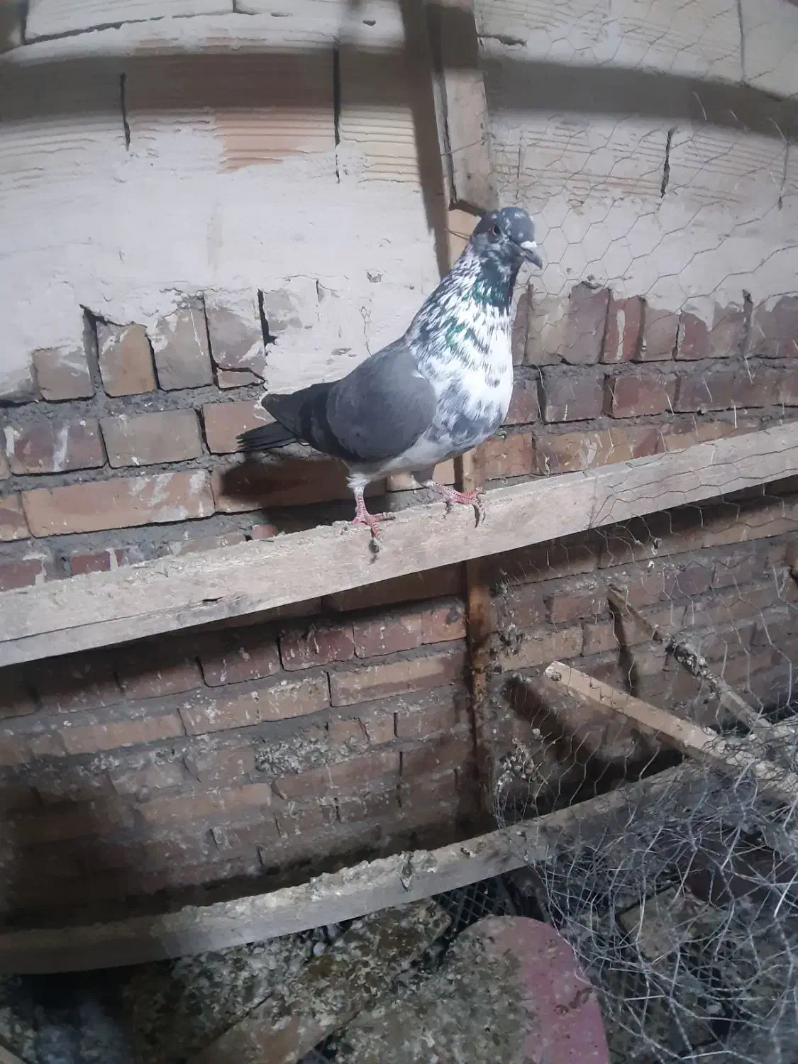 کبوتر پرشی|پرنده|خوی, |دیوار