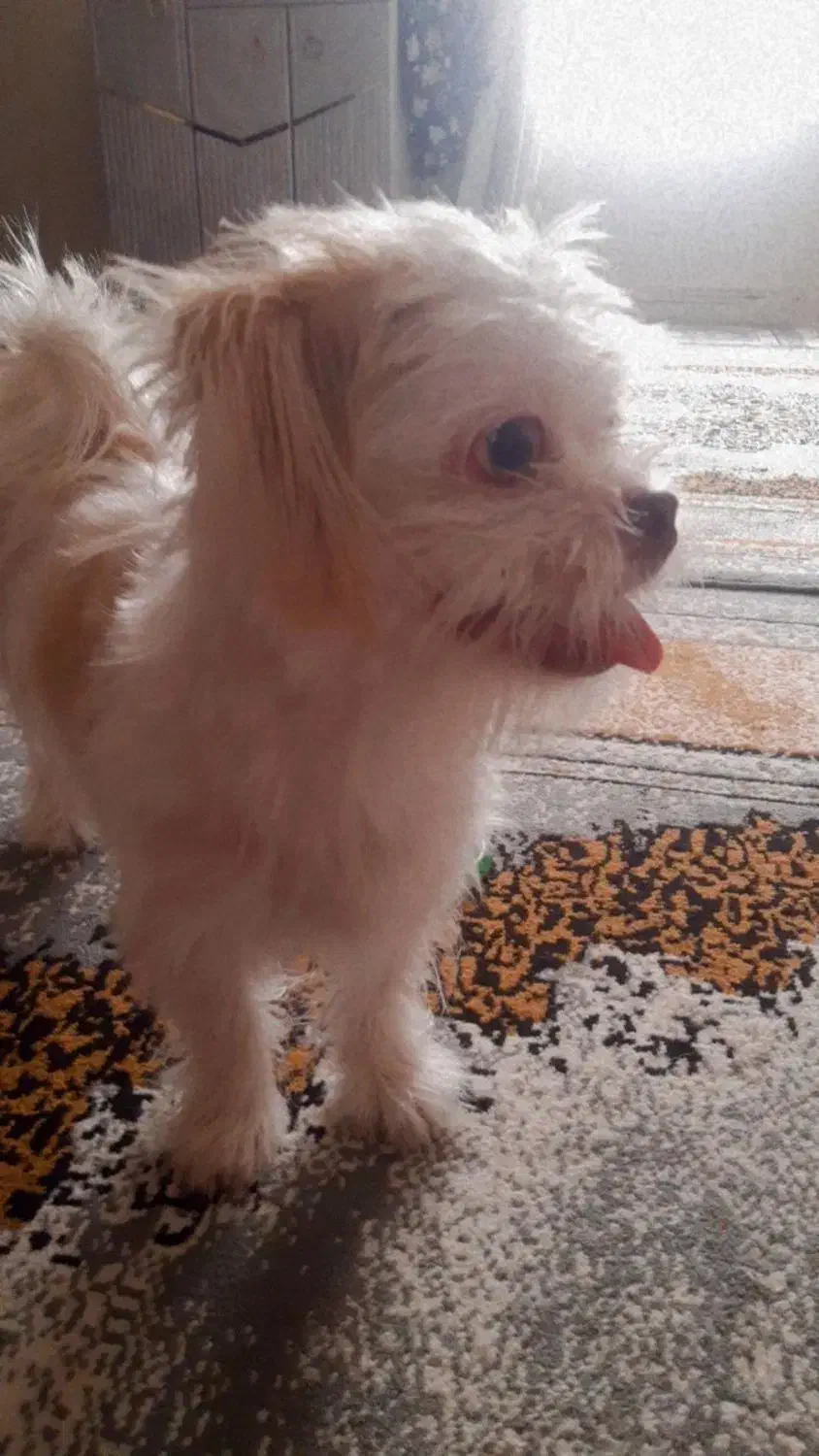 سگ شیتزو شناسنامه دار|سگ|قزوین, |دیوار