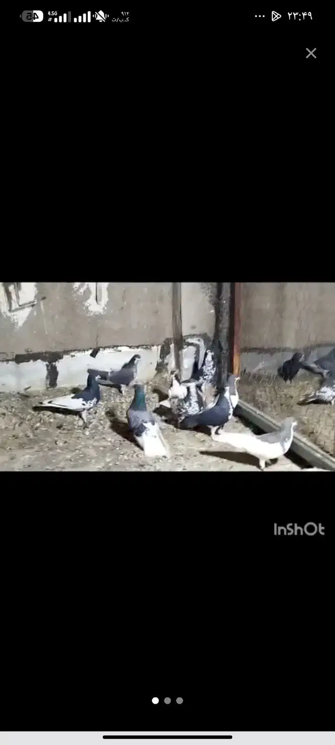 کفتر شهری ومخمل سرور|پرنده|شیراز, کوشک میدان|دیوار