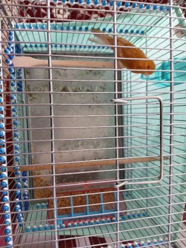 قناری|پرنده|سمیرم, |دیوار