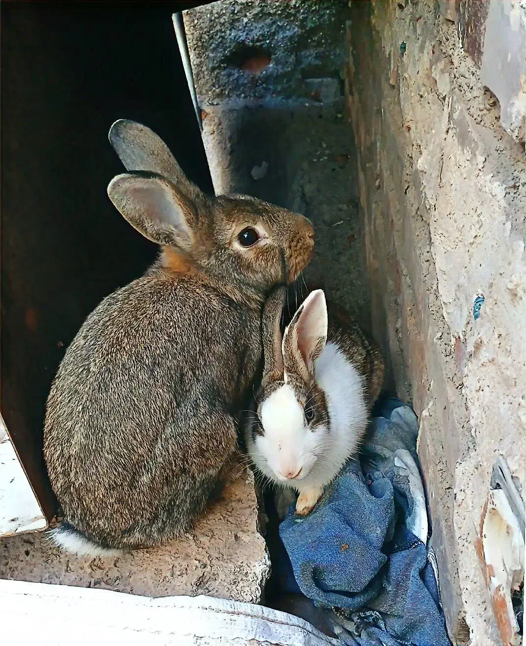 یک جفت خرگوش بازیگوش|موش و خرگوش|شوط, |دیوار