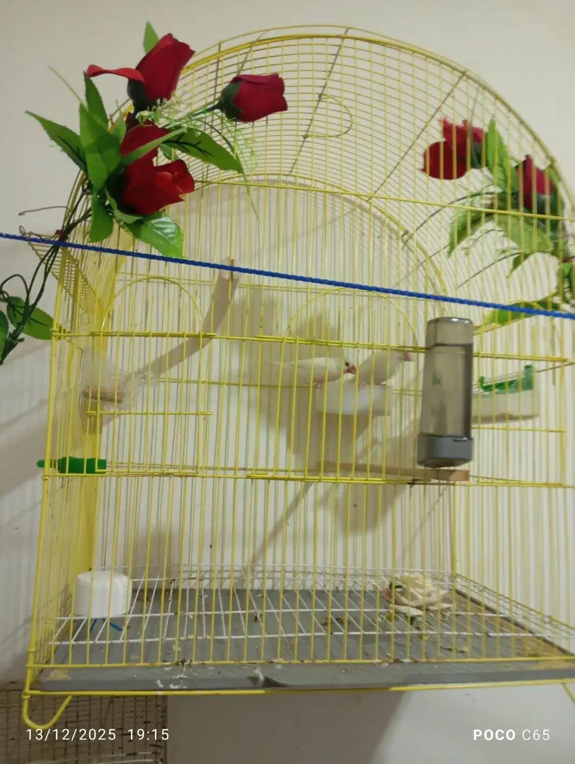 فنج نرگسی سفید|پرنده|رشت, جماران|دیوار