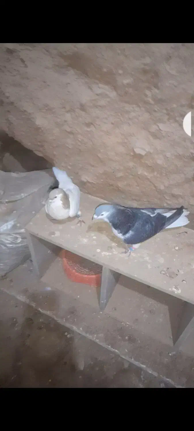 کفتر فروشی|پرنده|سلامی, |دیوار