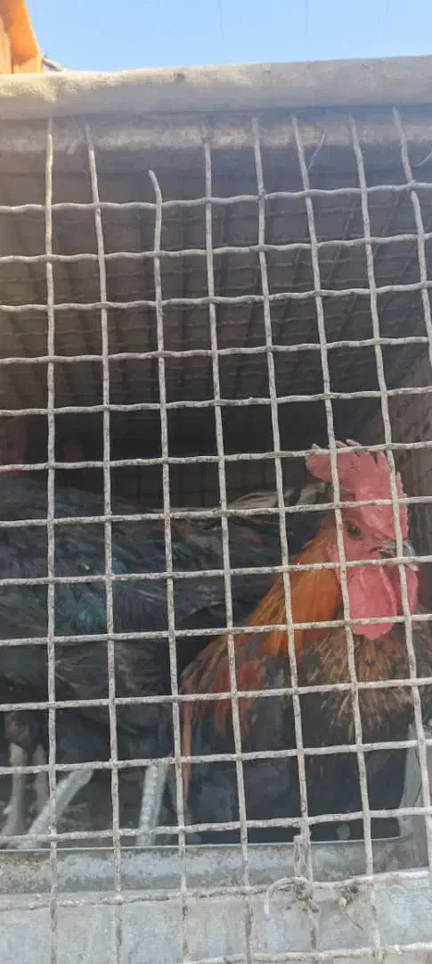 مرغ خروس محلی|حیوانات مزرعه|شیراز, میانرود|دیوار