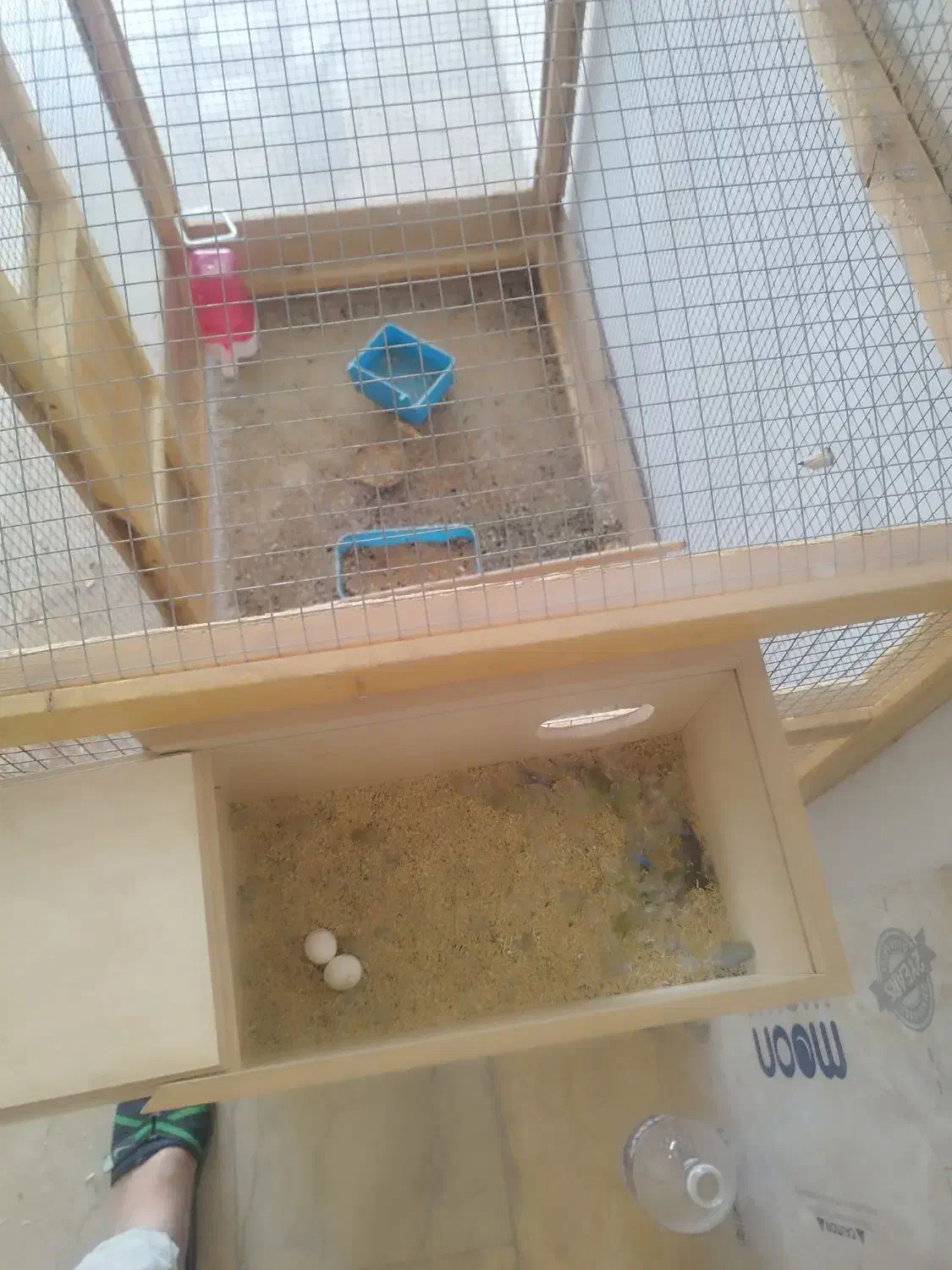 طوطی برزیلی همراه  یک جوجه|پرنده|بندر کنگان, |دیوار