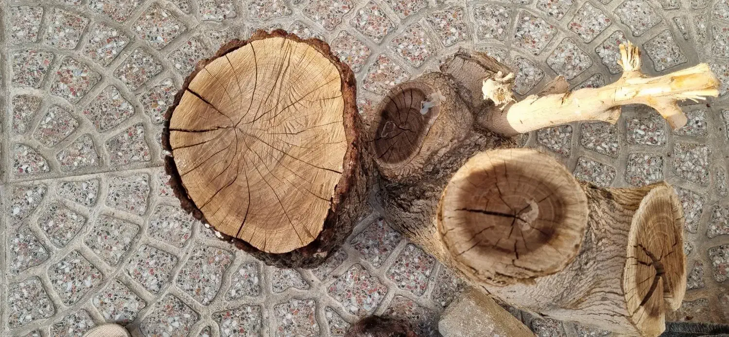 تنه درخت|صنایع دستی و سایر لوازم تزئینی|ساوه, |دیوار