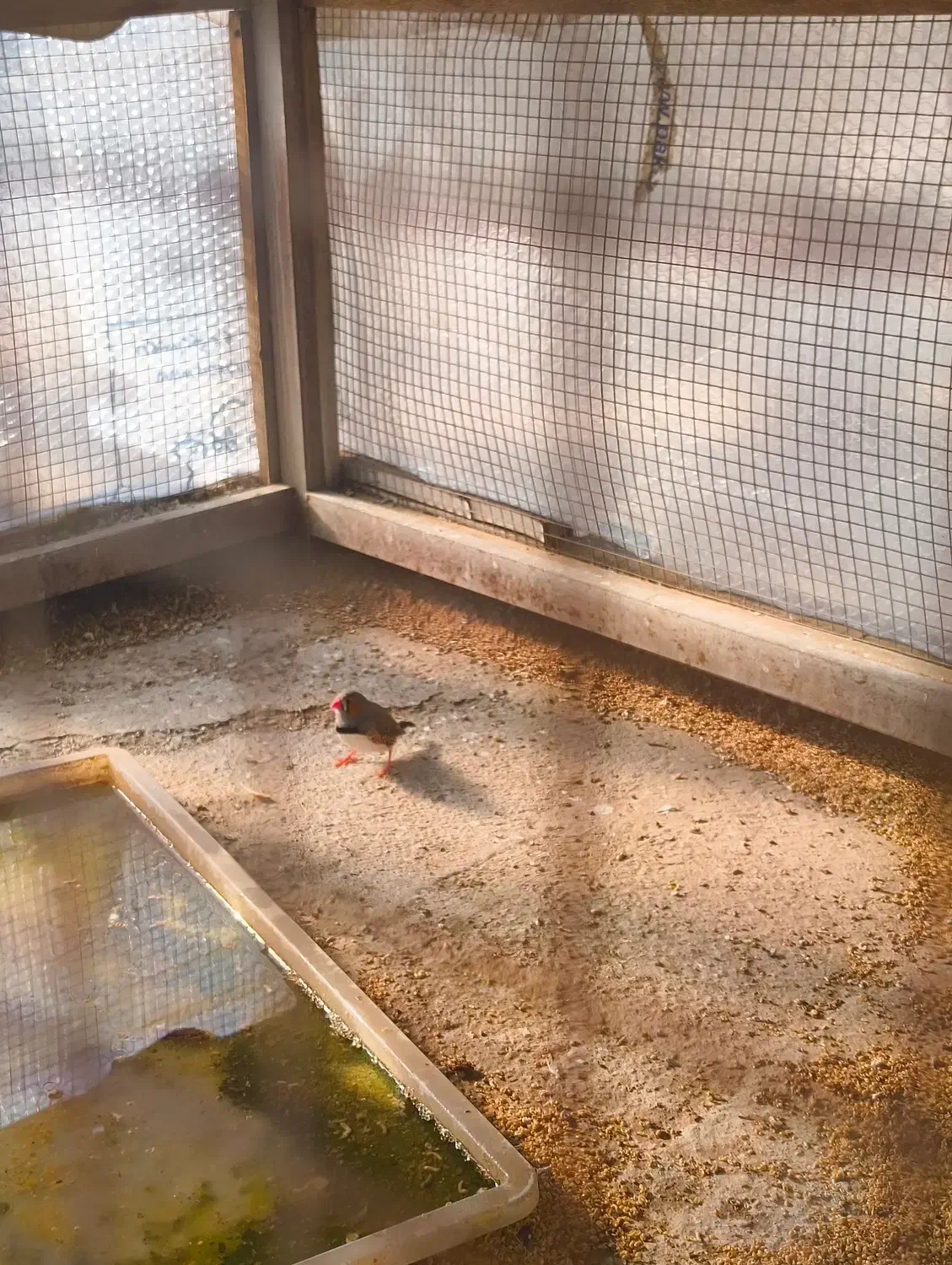 فنچ|پرنده|احمدآبادمستوفی, |دیوار