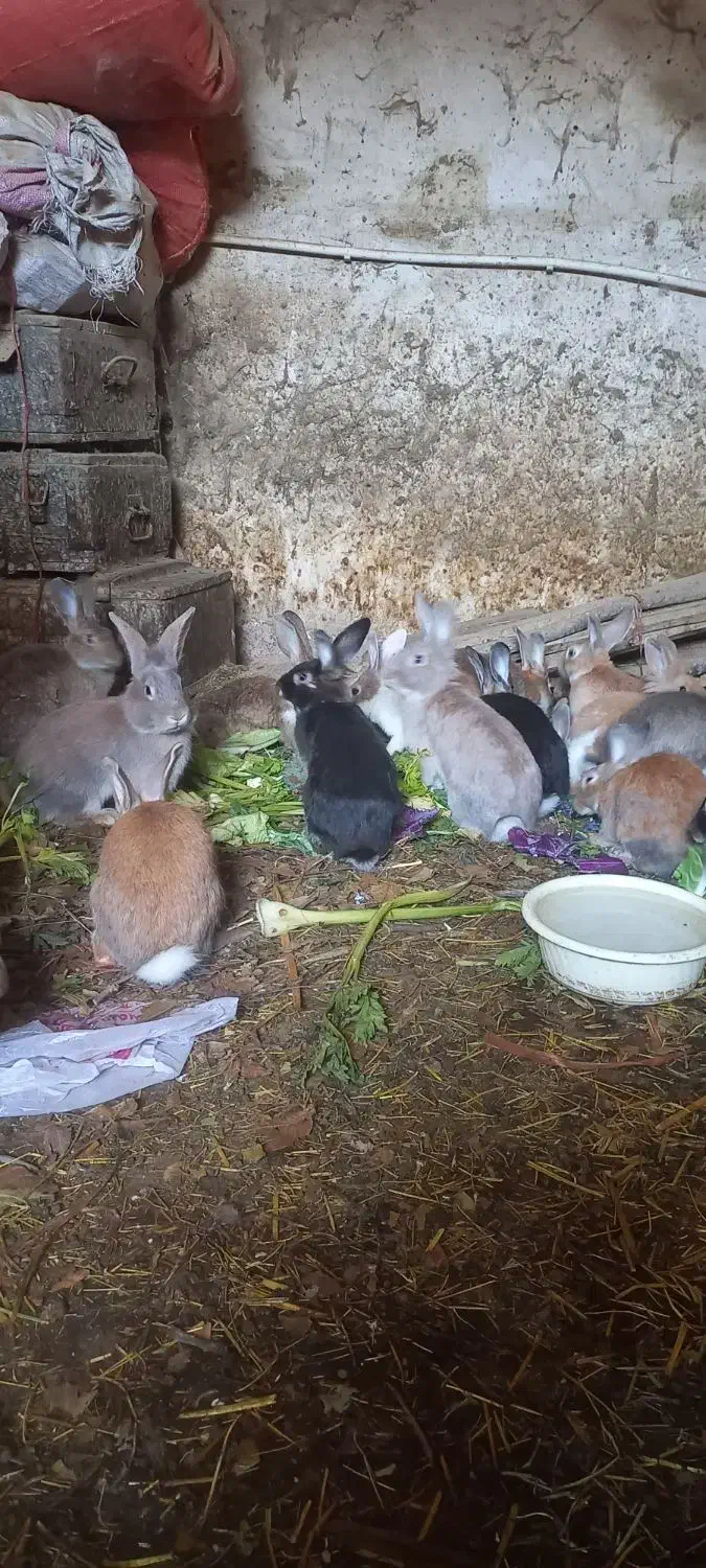 خرگوش|موش و خرگوش|مریوان, |دیوار