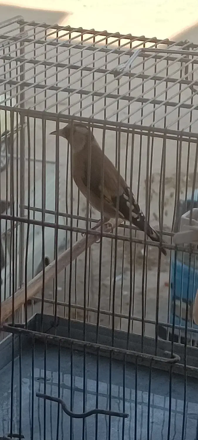 سهره نر درجه یک|پرنده|فردیس, شهرک ۱۱۰|دیوار