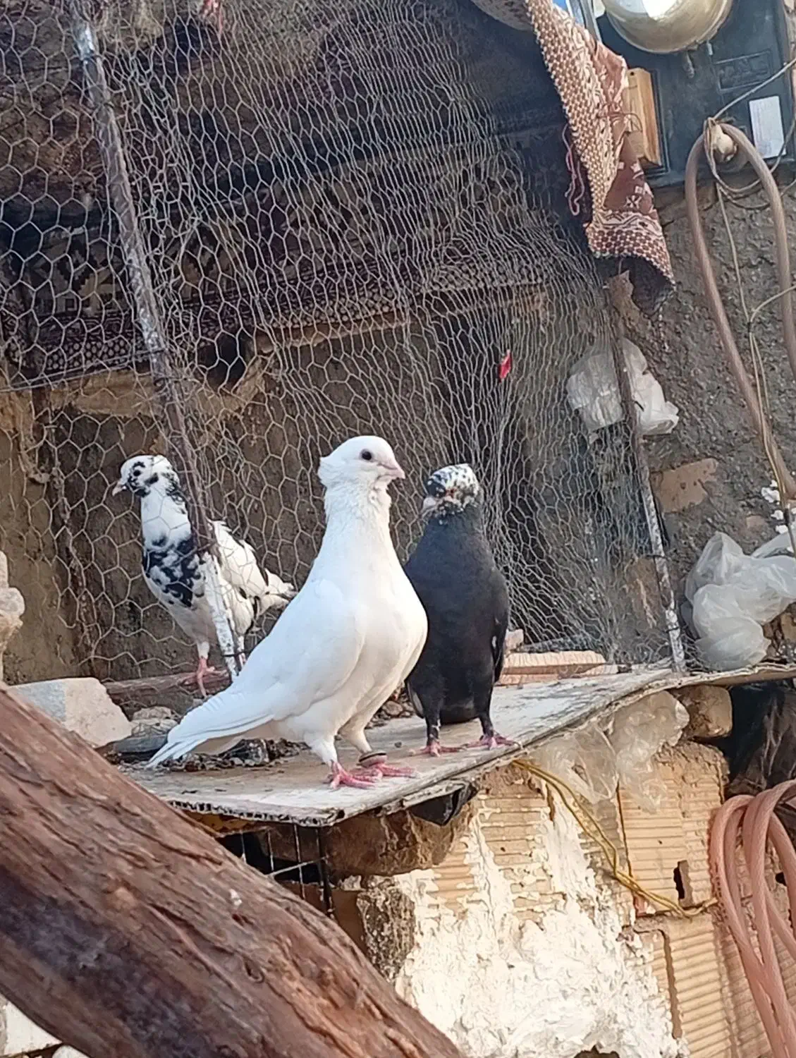 سفید سوسک هر دو کاکولی|پرنده|خوسف, |دیوار