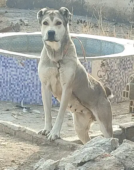 واگذاری آلابای ماده|سگ|تهران, امیر بهادر|دیوار