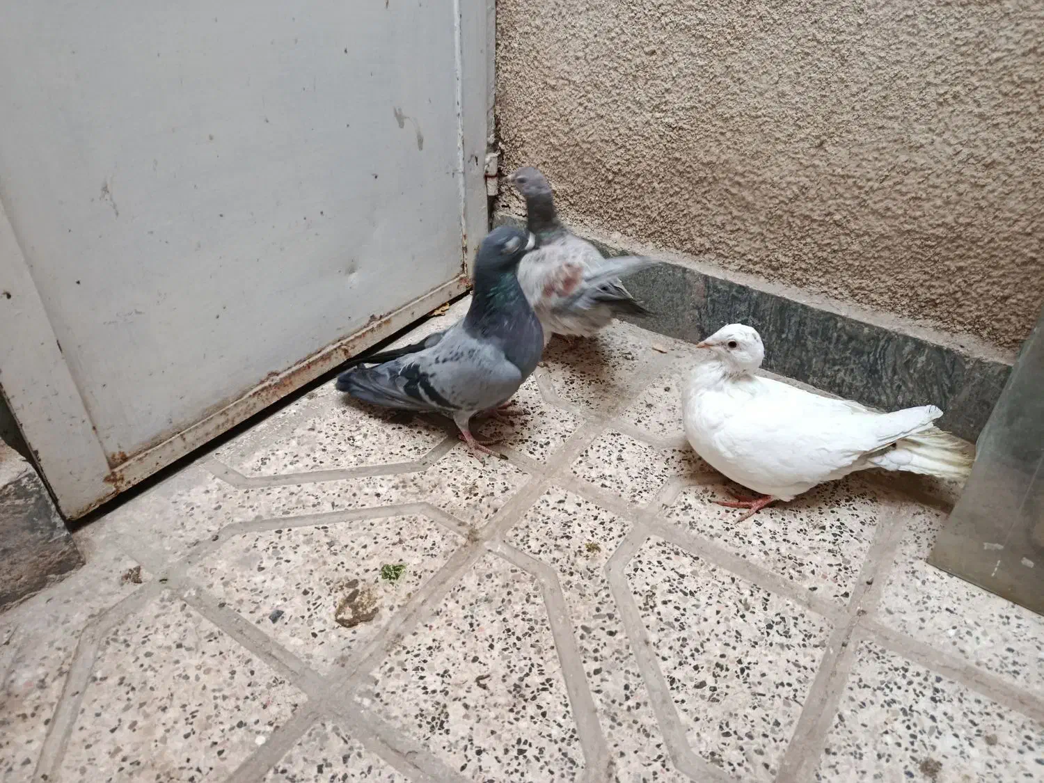 کفتر سفید جوجه جوان|پرنده|مشهد, بهاران|دیوار