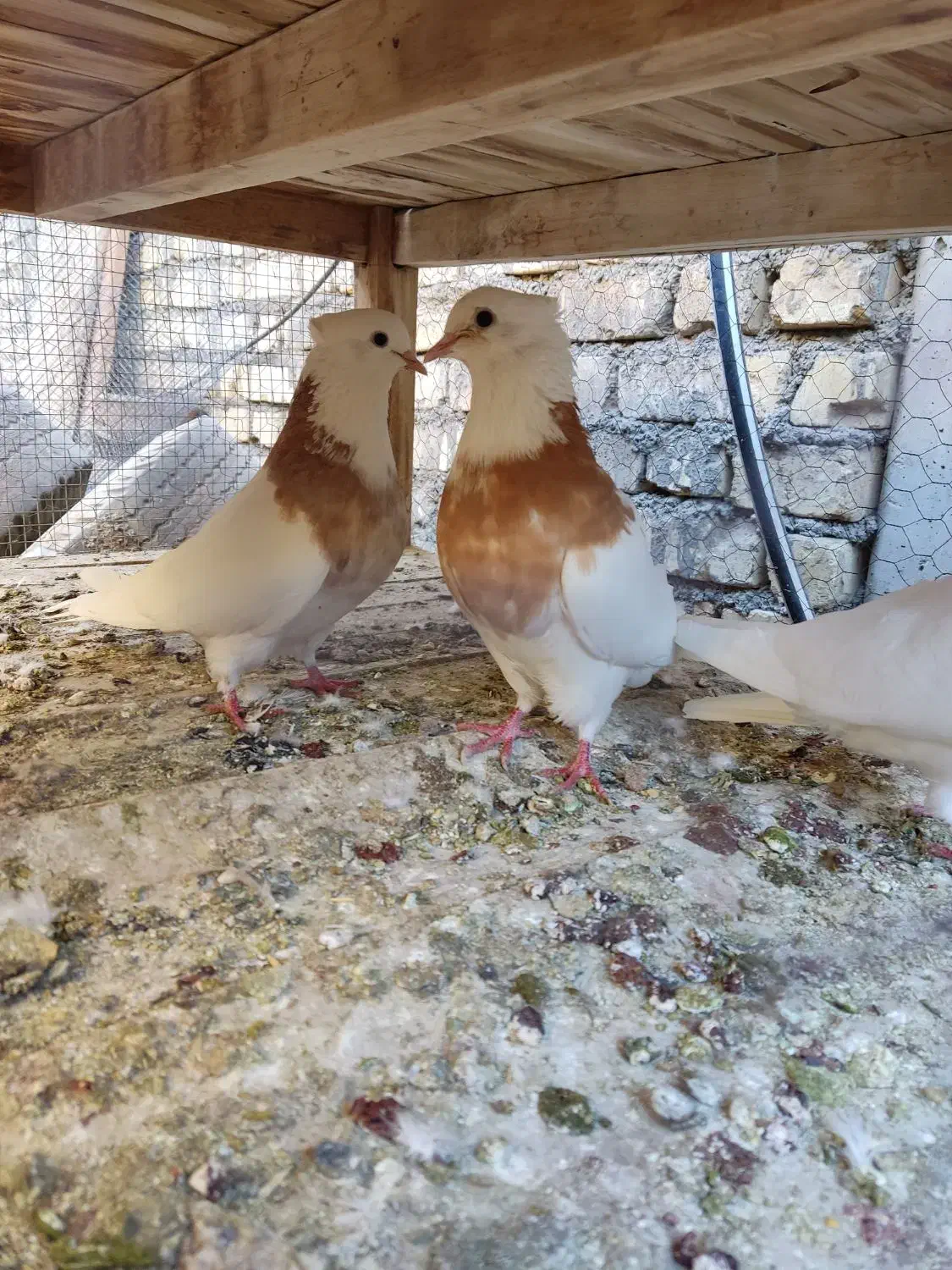 طوقی هفترنگ|پرنده|لنجان, |دیوار