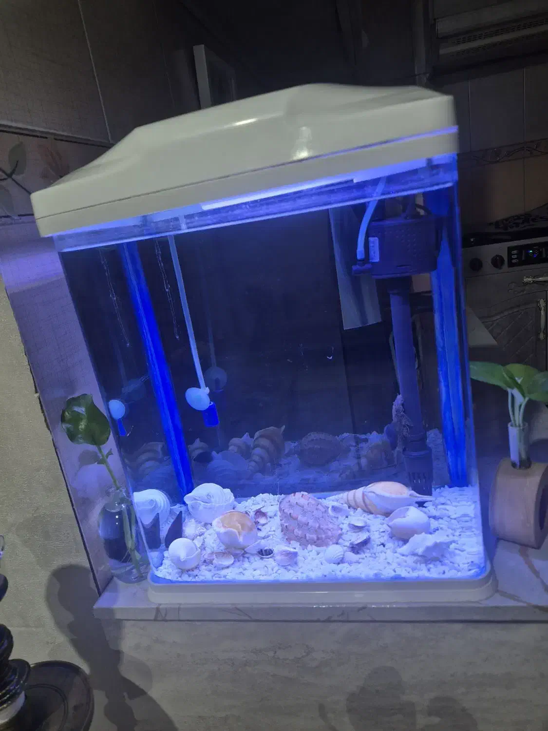 آکواریوم|ماهی|ری, ولی آباد|دیوار