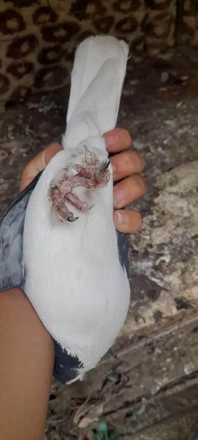 یوغ نر|پرنده|بم, |دیوار