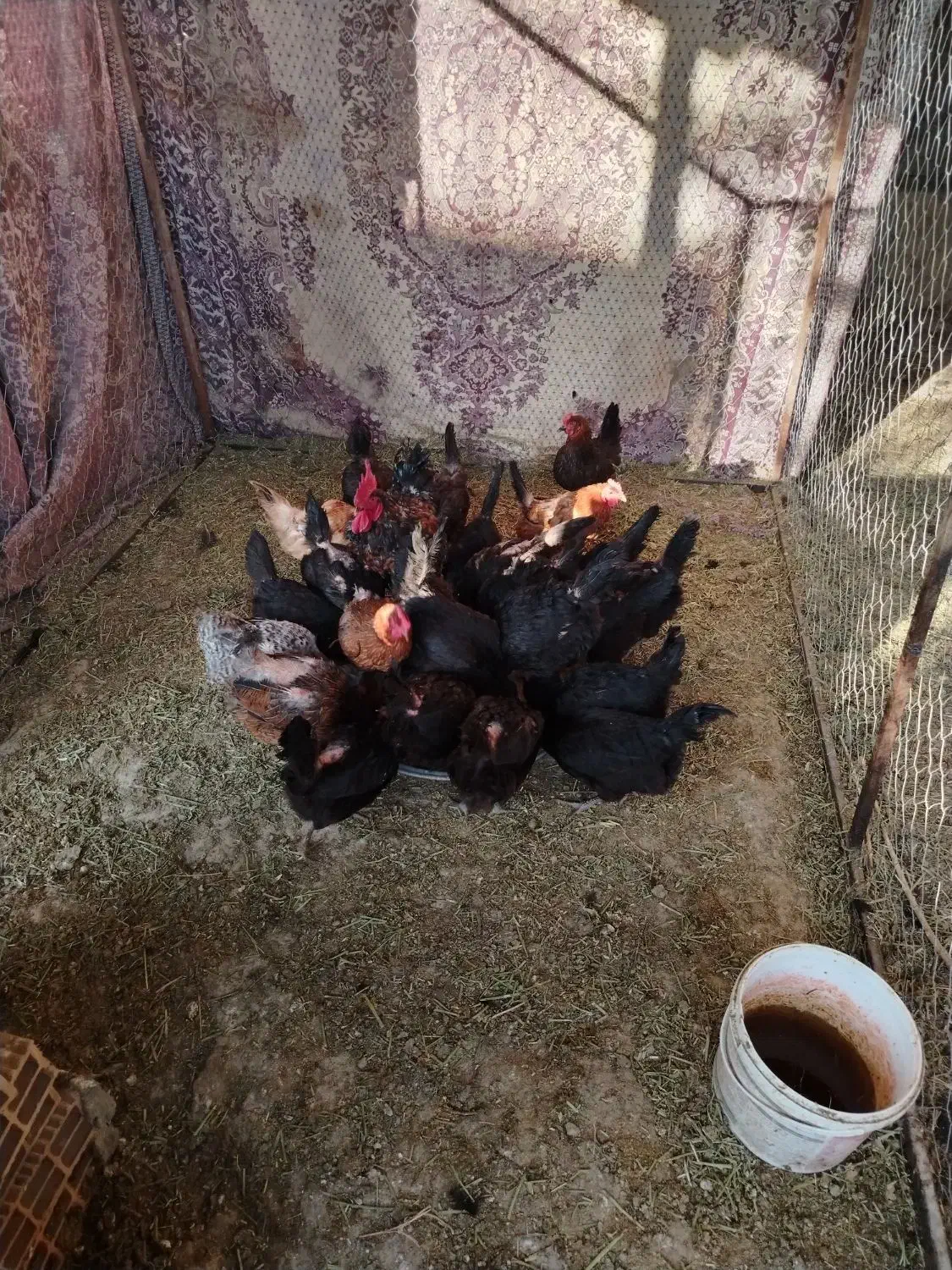 فروش مرغ خانگی|حیوانات مزرعه|جوین, |دیوار