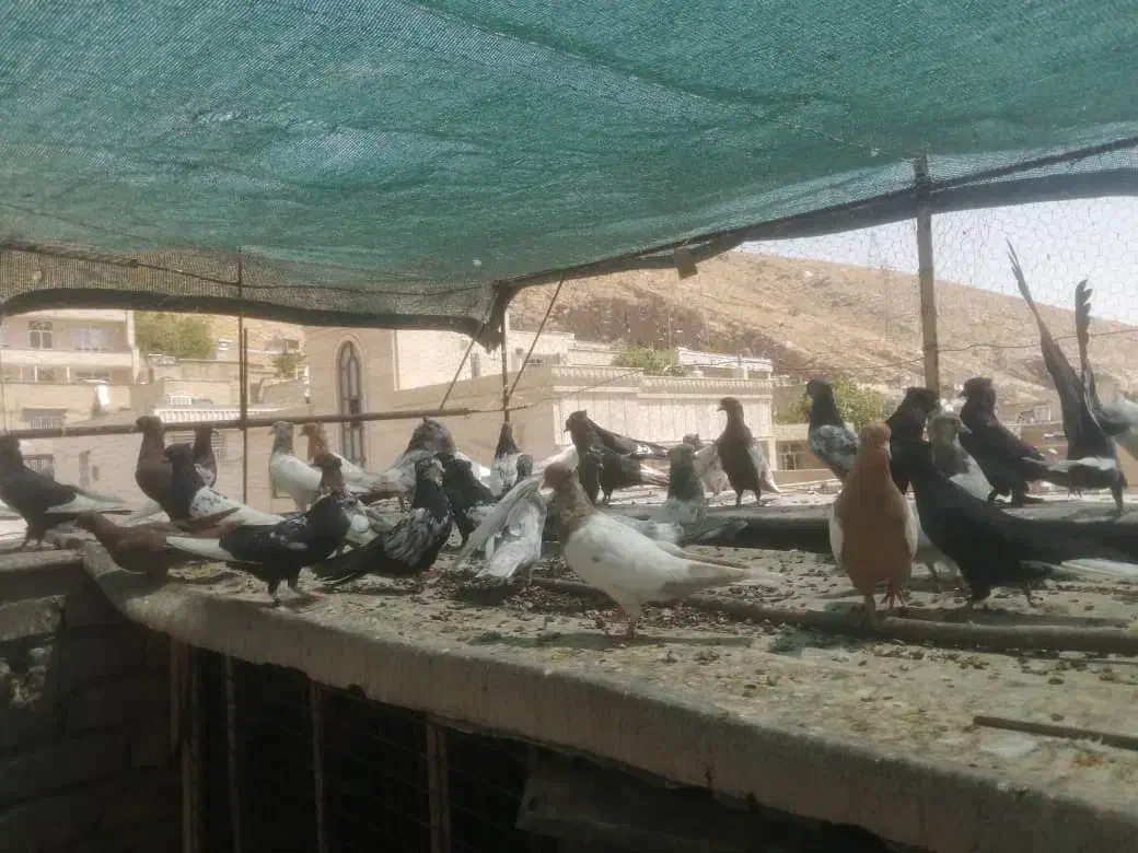 کبوتر ماده|پرنده|شیراز, هفت تنان|دیوار