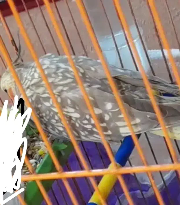 عروس هلندی ماده|پرنده|گرگان, |دیوار